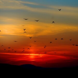 flock of birds flying above the mountain during sunset
