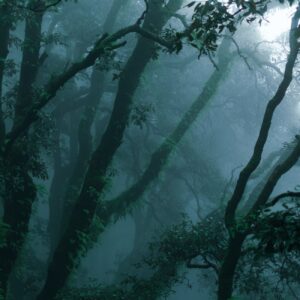 fog among trees in forest