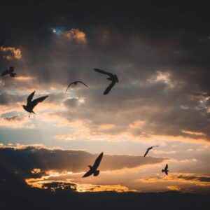 flock of birds flying above sky during dusk