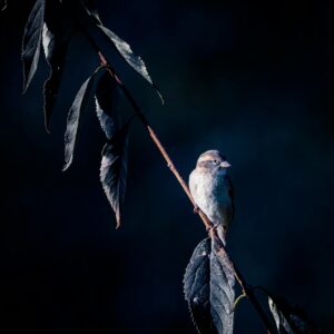 brown and white bird