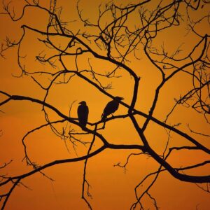 silhouette photography of two birds on twig